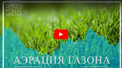 Рулонний газон